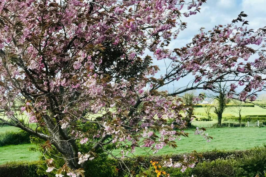 Eden Cottage Lisburn Buitenkant foto